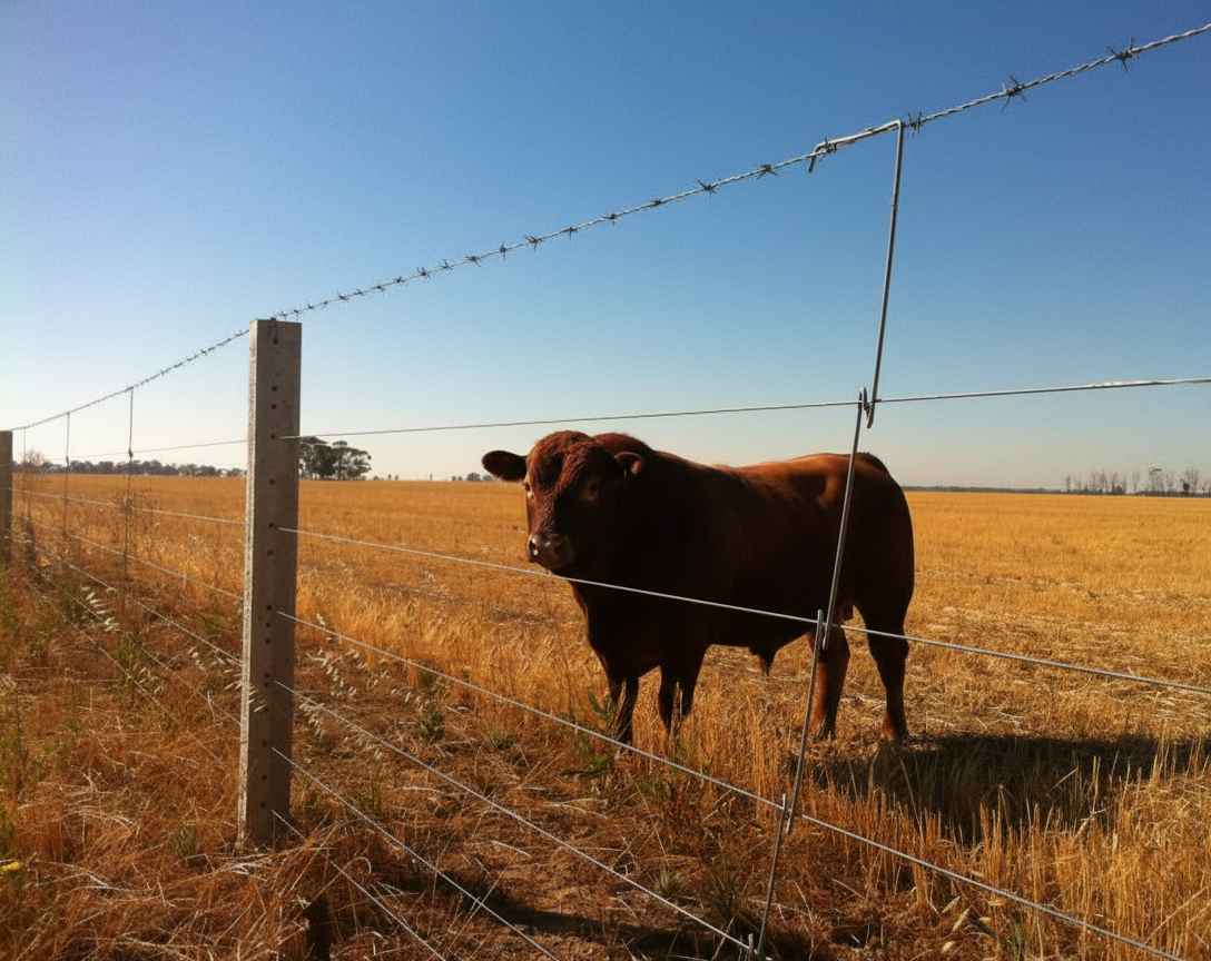 Cattle fence with droppers and high tensile wires